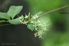 Pavetta indica